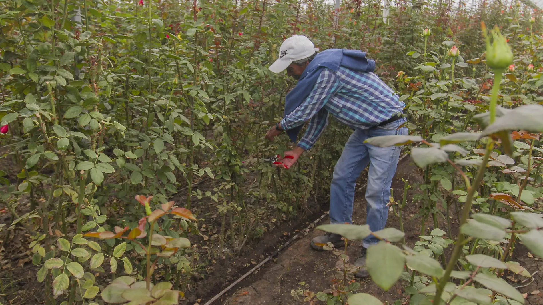 La Sedea y el Colegio de Ingenieros Agrónomos Queretanos A.C., apoyan con asistencia